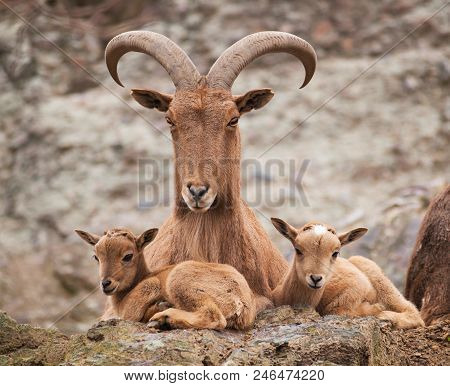 Barbary Sheep Mother With Twin Lambs Lying On The Rock