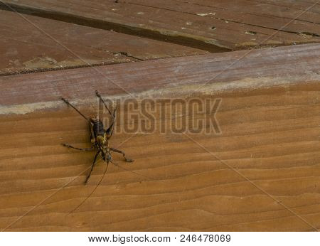 Large Brown And Black Cricket On Side Of Wooden Board.