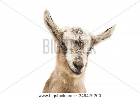 Domestic Animal Goat Isolated On White Background