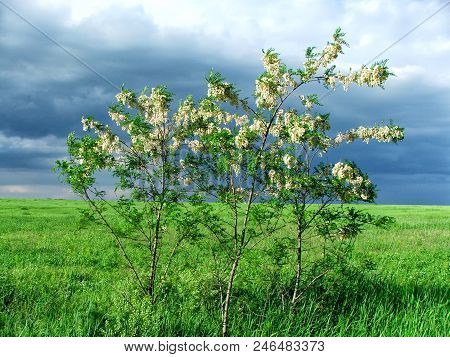 White Acacia, Field, Blue Sky. Bright Colors. Live Photo.