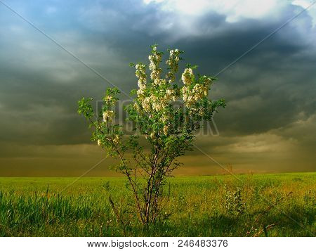 White Acacia In A Thunderstorm. Bright Colors. Live Photo.