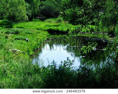 Pond In The Wild Forest, Dogs. Sunny Summer. Live Photo.