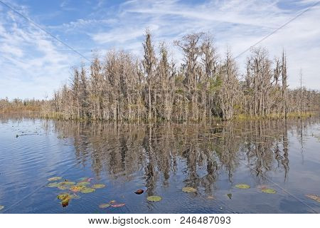 Hummock In Okefenokee Swamp In Georgia In Early Spring