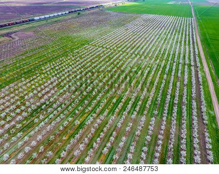 Blossoming Young Plum Garden, Top View. Span Of The Drone Over The Plum Blooming Garden