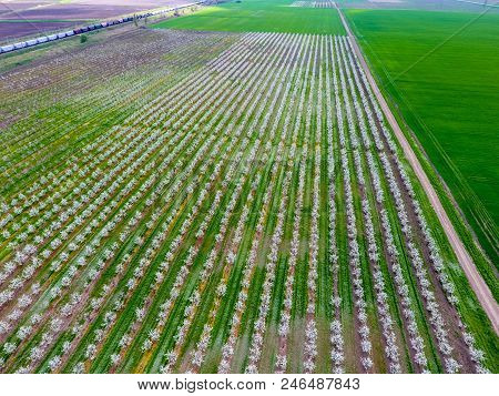 Blossoming Young Plum Garden, Top View. Span Of The Drone Over The Plum Blooming Garden
