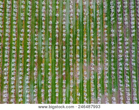 Blossoming Young Plum Garden, Top View. Span Of The Drone Over The Plum Blooming Garden