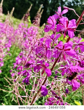 The Colorful Photo Shows Blooming Flower Loosestrife With Leaves, Unusual Aroma Bouquet Flora. Flowe