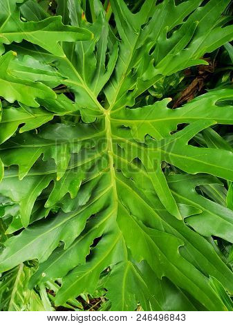 Lacy Tree Philodendron Or Selloum As A Background, Ecological Concept, Space For Text In Template(ph
