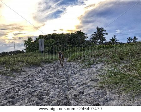 View Of The Beach From Behind The Dunes At Sunset Showing A Lifeguard Tower.