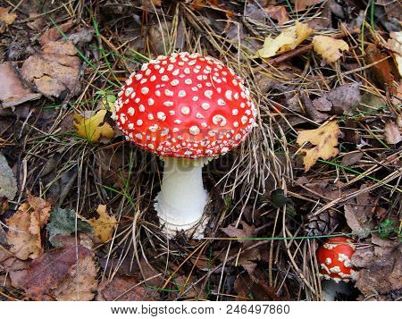 Red Mushroom, Amanita. Taiga, Siberia. Macro Photography.