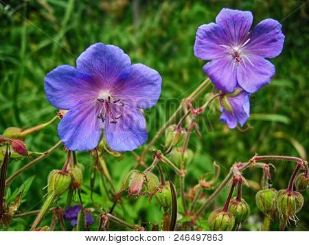 A Forest Flower. Siberia Taiga. Macro Photography. Hdr