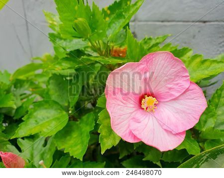 Close Up Of Hibiscus Or Chaba Flower On Blurred Branch And Leaves Background, Pink Flower As A Backg