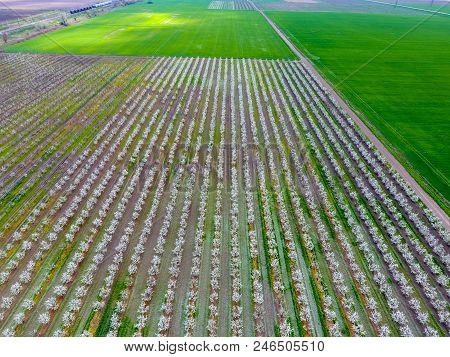 Blossoming Young Plum Garden, Top View. Span Of The Drone Over The Plum Blooming Garden
