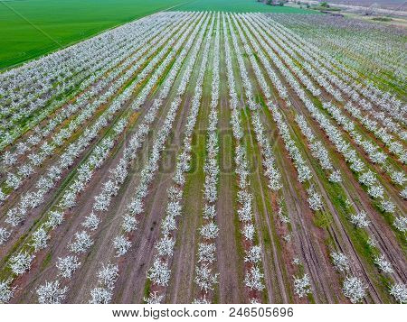 Blossoming Young Plum Garden, Top View. Span Of The Drone Over The Plum Blooming Garden