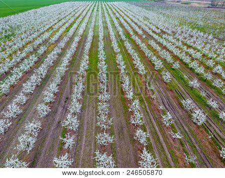 Blossoming Young Plum Garden, Top View. Span Of The Drone Over The Plum Blooming Garden