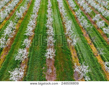 Blossoming Young Plum Garden, Top View. Span Of The Drone Over The Plum Blooming Garden
