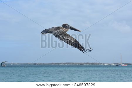 Cativating Photo Of A Pelican Floating In The Sky