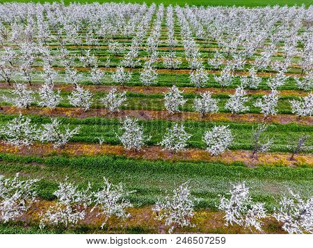 Blossoming Young Plum Garden, Top View. Span Of The Drone Over The Plum Blooming Garden
