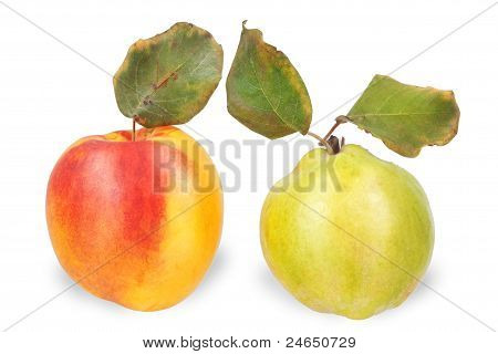 พีชและ Quince บนพื้นหลังสีขาว