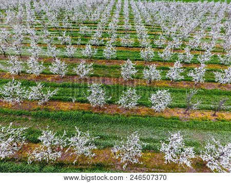 Blossoming Young Plum Garden, Top View. Span Of The Drone Over The Plum Blooming Garden