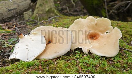 Royoporus Badius Mushroom, Also Known As Picipes Badius Or The Black Foot Polypore