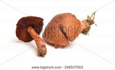 Cortinarius Phoeniceus Mushroom Isolated On White Background