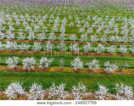Blossoming Young Plum Garden, Top View. Span Of The Drone Over The Plum Blooming Garden