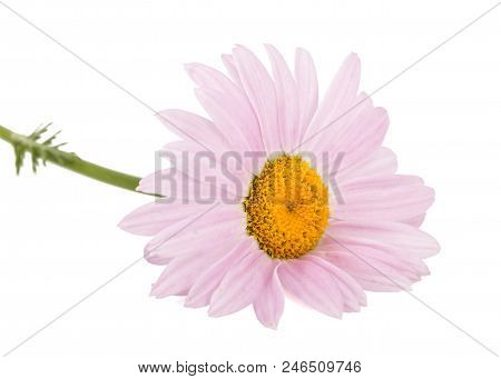 Flowers Of Pyrethrum, Isolated On White Background
