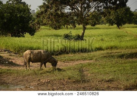 Buffalo In Thailand,life' Machine Of Farmer. Original Agriculture Use Buffalo Plow The Field.photo S