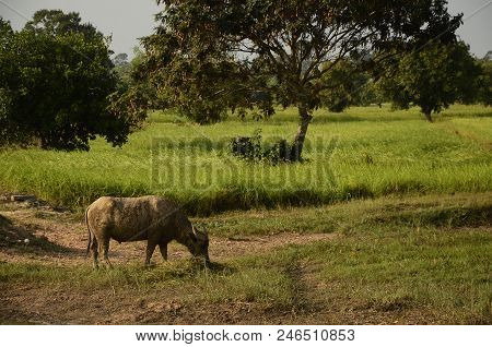 Buffalo In Thailand,life' Machine Of Farmer. Original Agriculture Use Buffalo Plow The Field.photo S