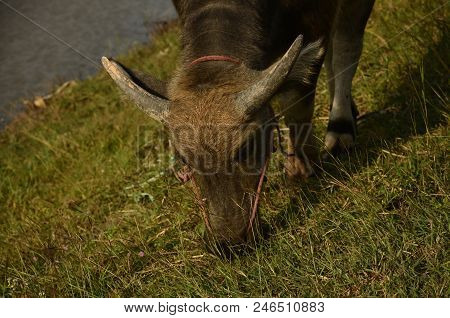 Buffalo In Thailand,life' Machine Of Farmer. Original Agriculture Use Buffalo Plow The Field.photo S