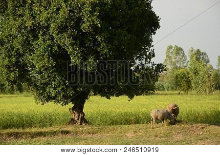 Buffalo In Thailand,life' Machine Of Farmer. Original Agriculture Use Buffalo Plow The Field.photo S