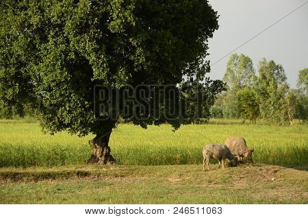 Buffalo In Thailand,life' Machine Of Farmer. Original Agriculture Use Buffalo Plow The Field.photo S