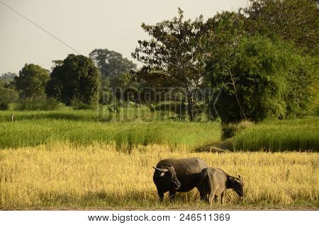 Buffalo In Thailand,life' Machine Of Farmer. Original Agriculture Use Buffalo Plow The Field.photo S