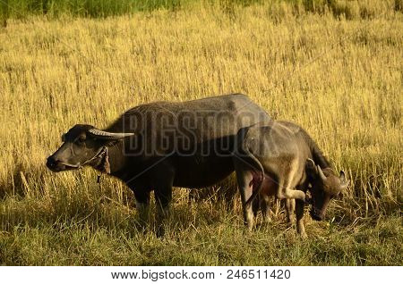 Buffalo In Thailand,life' Machine Of Farmer. Original Agriculture Use Buffalo Plow The Field.photo S