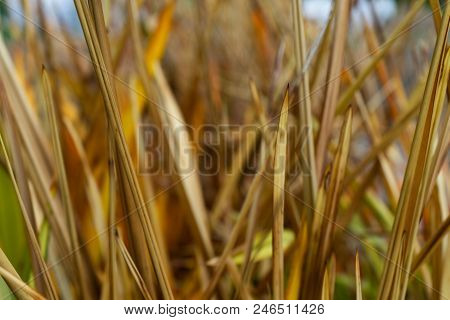 Leaves Of New Zealand Flax Phormium Agavaceae Tanax Dark Ddelight