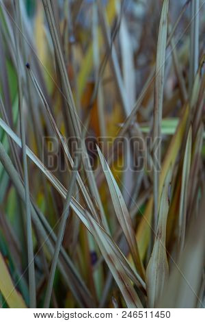 Leaves Of New Zealand Flax Phormium Agavaceae Tanax Dark Ddelight