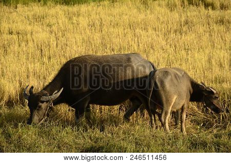 Buffalo In Thailand,life' Machine Of Farmer. Original Agriculture Use Buffalo Plow The Field.photo S
