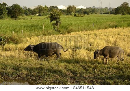 Buffalo In Thailand,life' Machine Of Farmer. Original Agriculture Use Buffalo Plow The Field.photo S