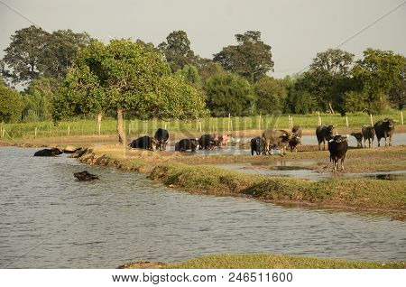 Buffalo In Thailand,life' Machine Of Farmer. Original Agriculture Use Buffalo Plow The Field.photo S