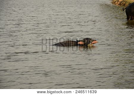 Buffalo In Thailand,life' Machine Of Farmer. Original Agriculture Use Buffalo Plow The Field.photo S