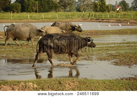 Buffalo In Thailand,life' Machine Of Farmer. Original Agriculture Use Buffalo Plow The Field.photo S