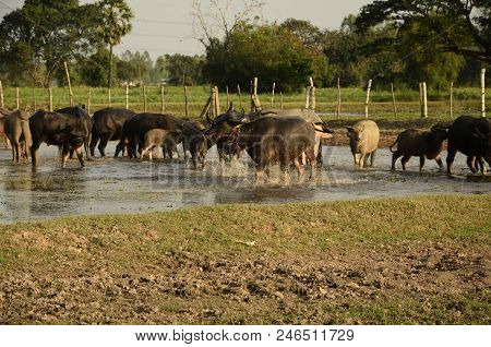 Buffalo In Thailand,life' Machine Of Farmer. Original Agriculture Use Buffalo Plow The Field.photo S