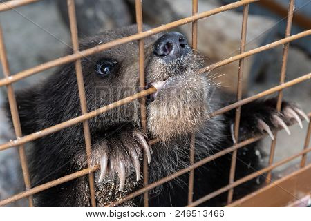 A Small Kamchatka Brown Bear Cub (ursus Arctos Piscator) Gnaws An Aviary Lattice In A Zoo.