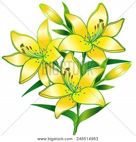Lilies. A Branch Of Lilies With Buds. Yellow Flowers.