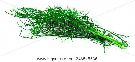 Bunch Fresh, Green Dill On A White Background