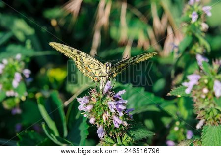 Butterfly On A Flower. A Colorful Butterfly Swallowtail Sits On A Flower In A Field. Butterfly Macha
