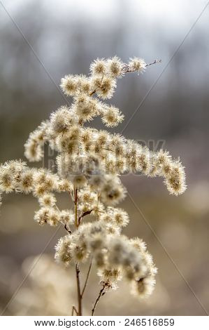 Detail Shot Showing Some Sere Fluffy Plant Detail