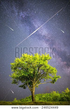 A View Of A Meteor Shower And The Milky Way. Green Plum Tree With Plums High In The Mountain In The 