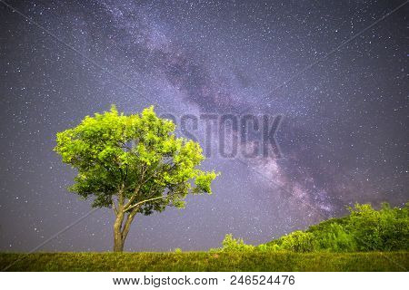 A View Of The Stars Of The Milky Way. Green Plum Tree With Plums High In The Mountain In The Foregro